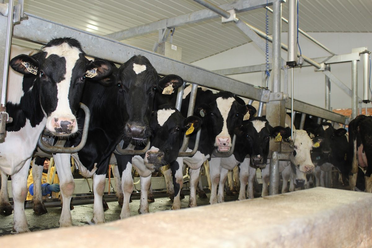 Milk cows