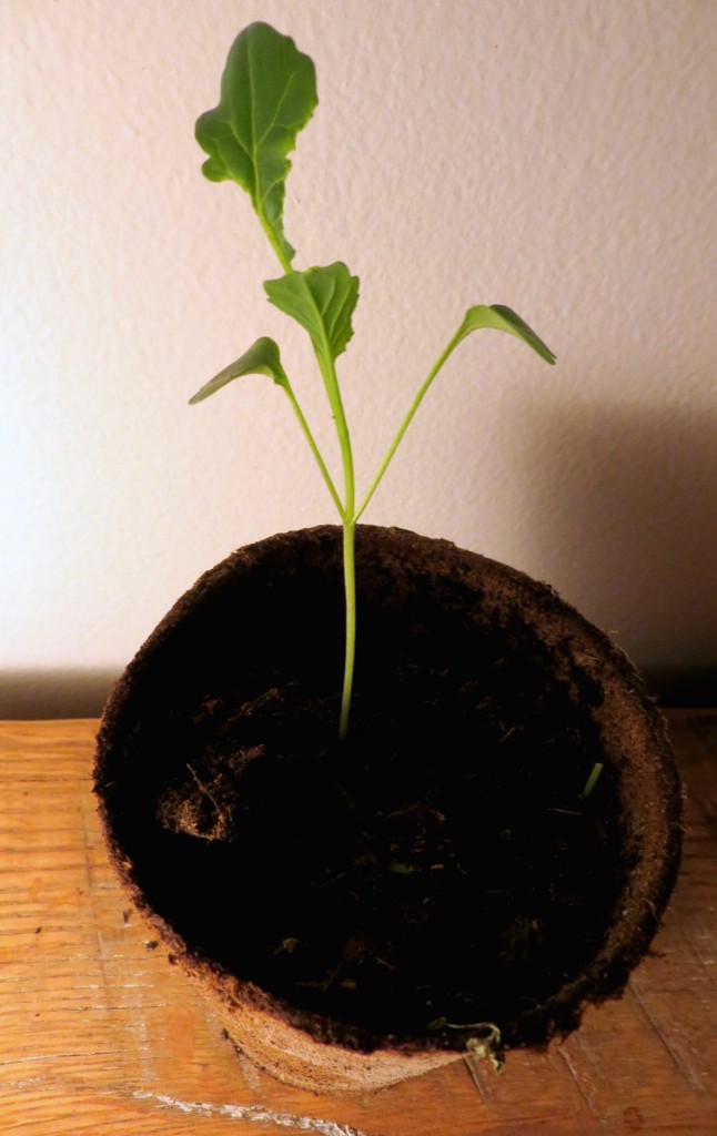 Started seedling