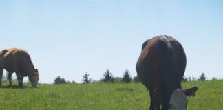 beef cattle on pasture