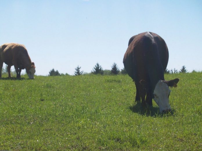 beef cattle on pasture beef cattle on pasture