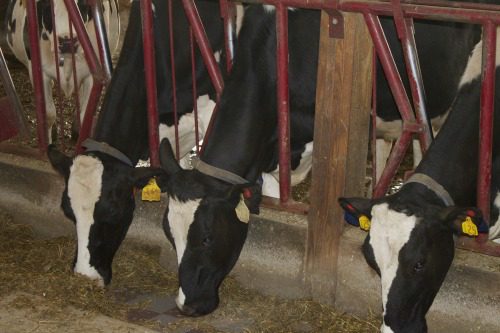 Perro Dairy Farm5