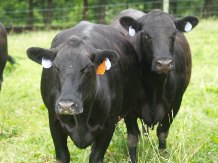 Beef cattle in Ohio