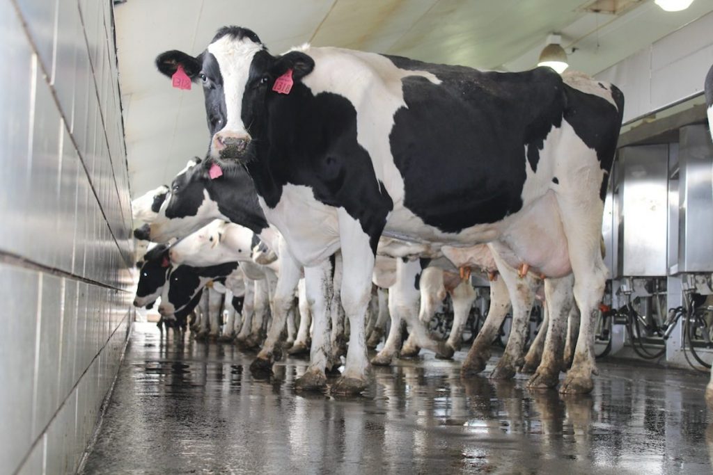 dairy cow parlor