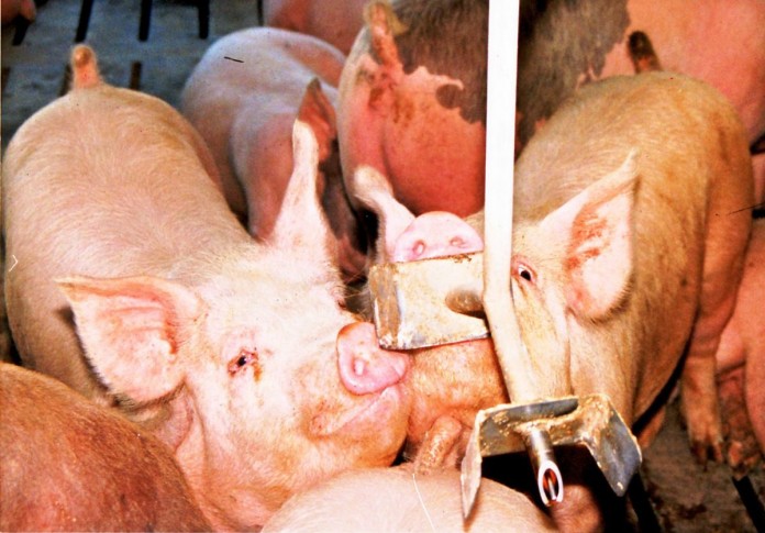 hogs
