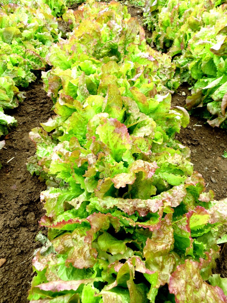 lettuce in garden