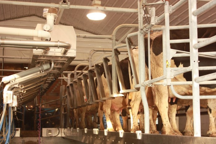 milking parlor milking parlor