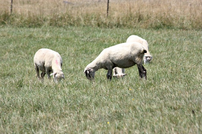 sheep grazing sheep grazing