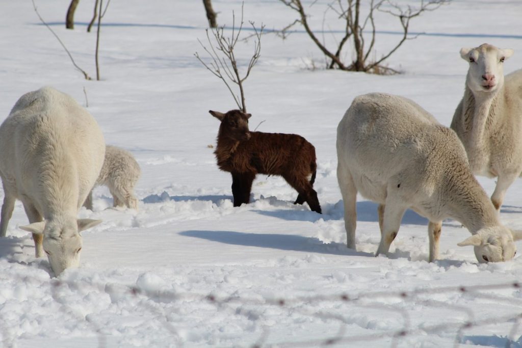 sheep in snow
