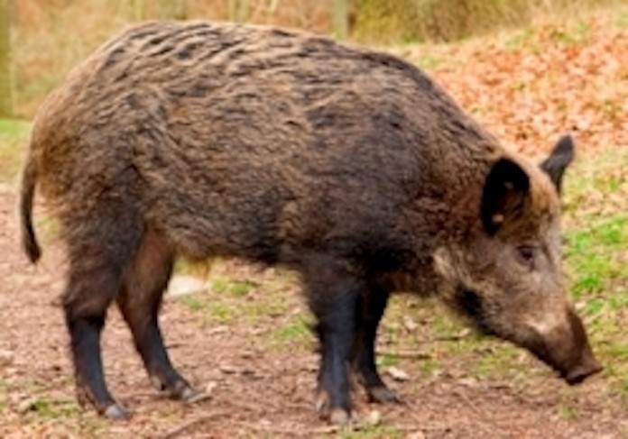 Boar_photo_small_383315_7