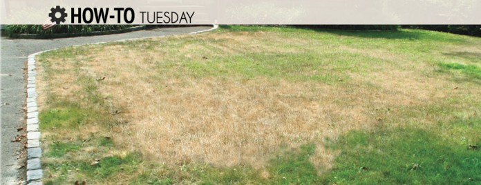 Dead-grass