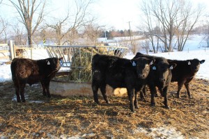 Gahler cattle