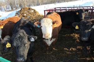 Gahler cows
