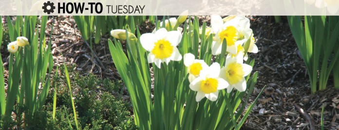 Garden-soil-health