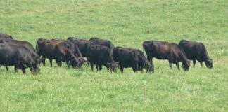 cattle grazing