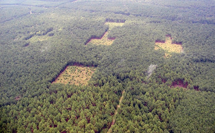 (Ellen Damschen photo) Conservation corridor