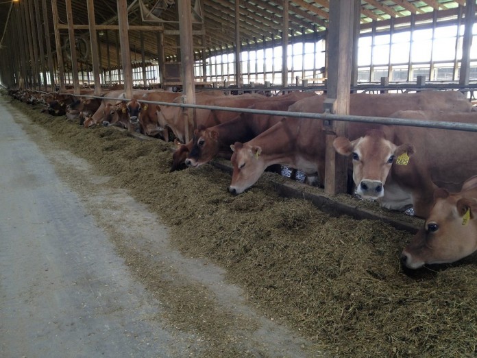 freestall barn,Jerseys