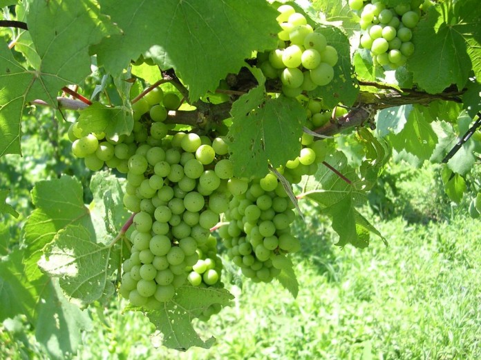 grape.marrison.2