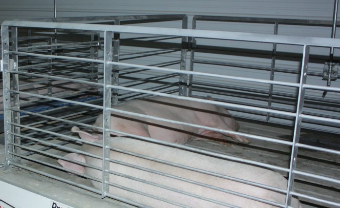 pigs copy
