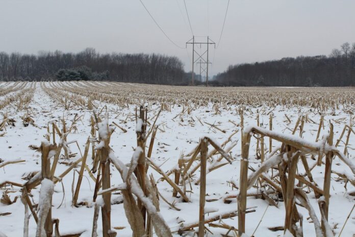 snow corn winter
