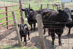 Duncan cattle group