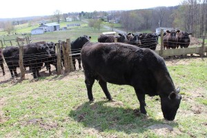 Duncan cow eats