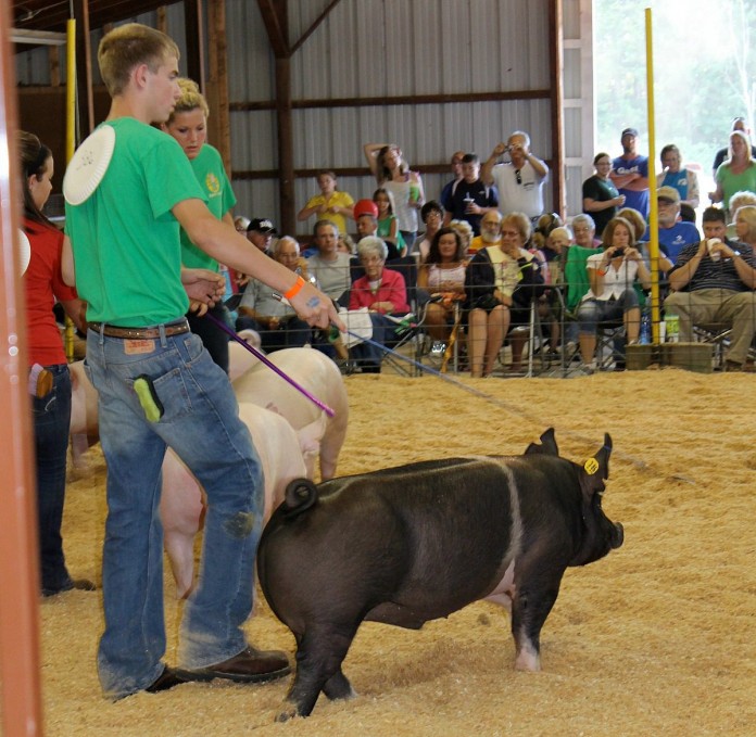 Trumbull County Fair 2011-1