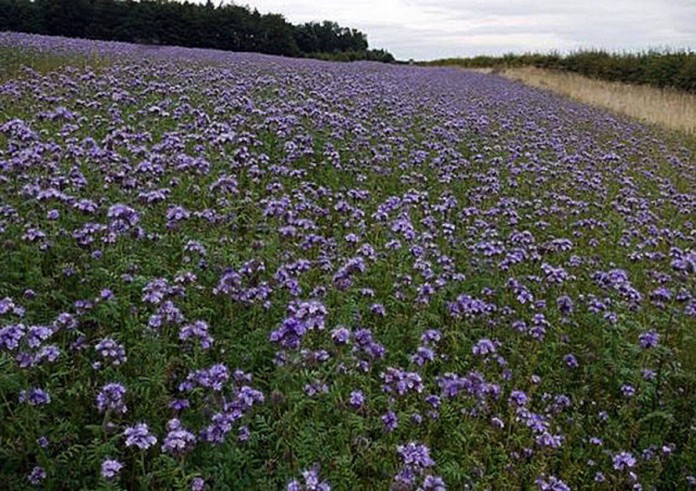cover crop value.phacelia