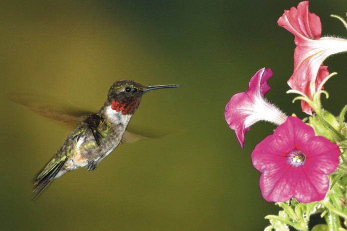 hummingbird hummingbird