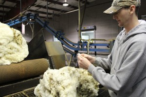wool grading 1