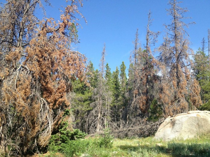bark beetles.Phases