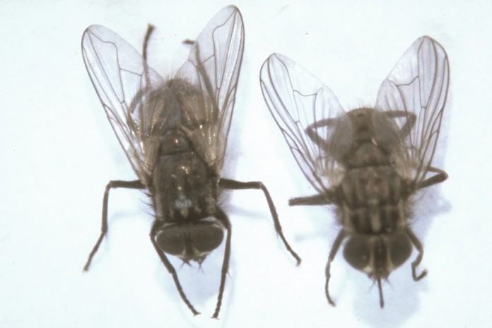 flies and bacteria
