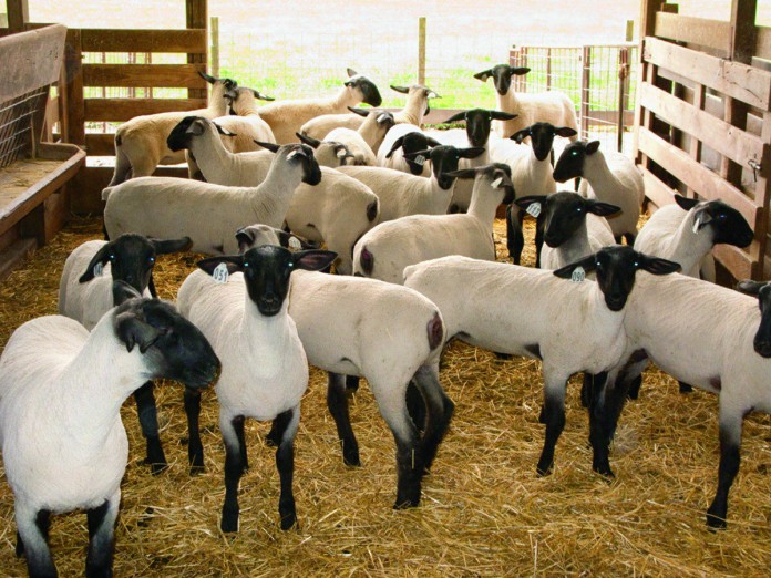 sheep sheep