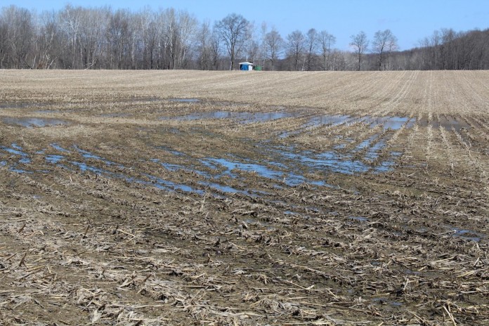 wet field wild art copy