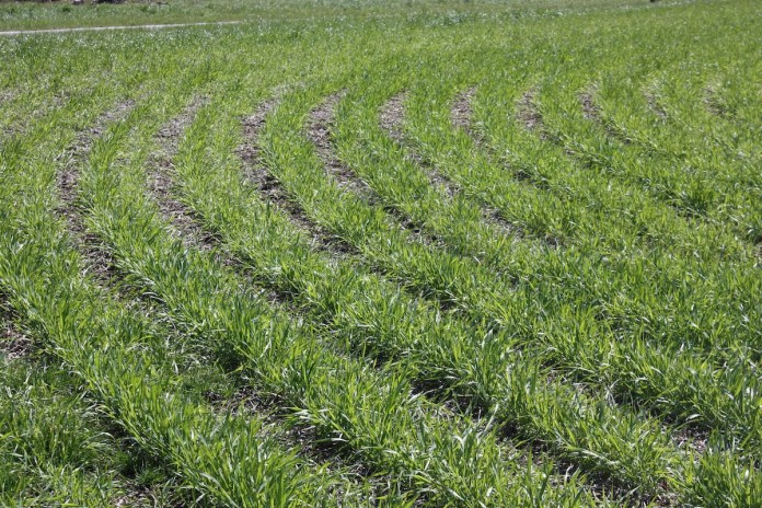 wheat progress