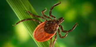 tick up close