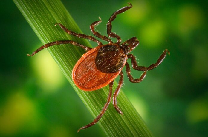 tick up close tick up close