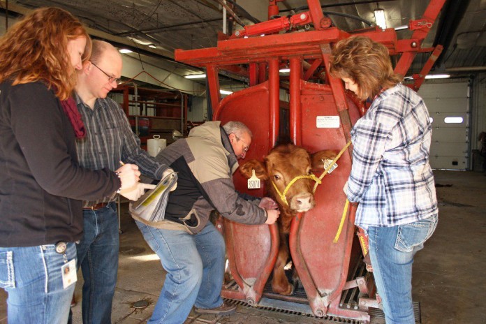cattle chromosome.7 Photo by Janice Watts