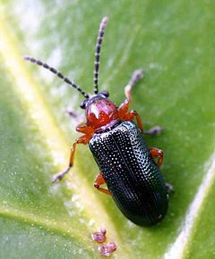 cereal leaf beetle, adult