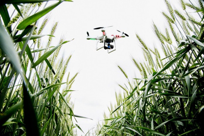 drone-wheat-b