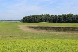 7.03 ponding.big fieldJPG