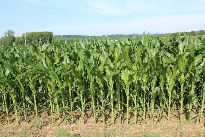 Corn tall  copy
