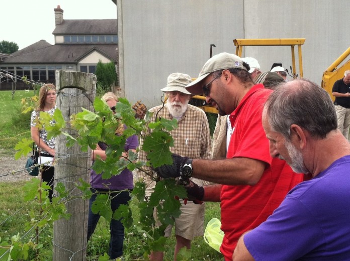Grapes.horizontal Checking grapes