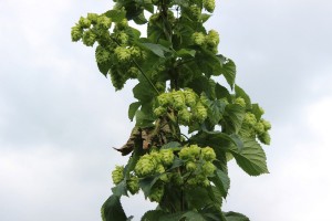 HopsTourcones