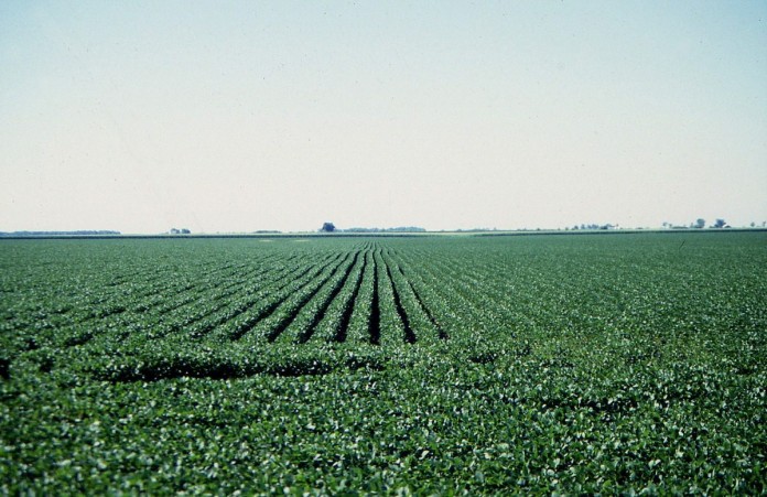 soybean field soybean field