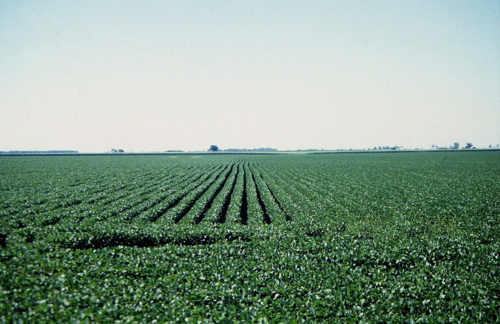 soybean field