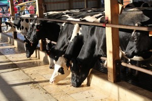 Twilight cows eat