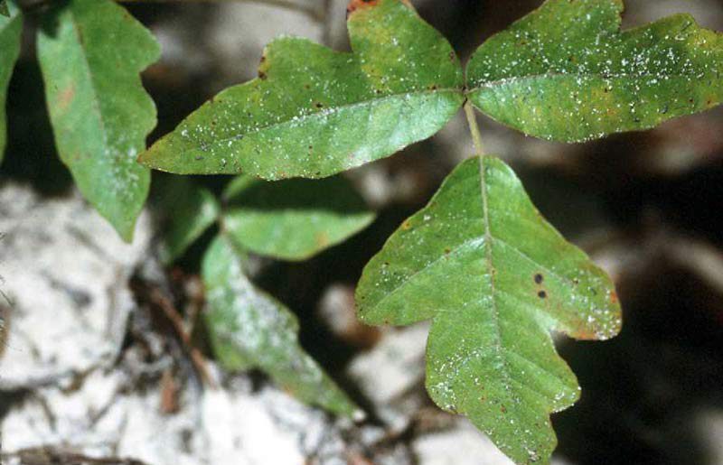 Poison oak leaves