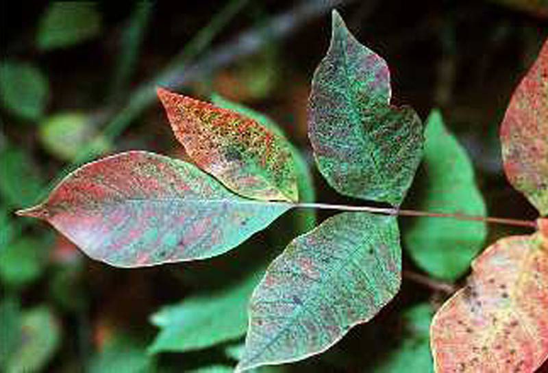 Poison sumac leaf