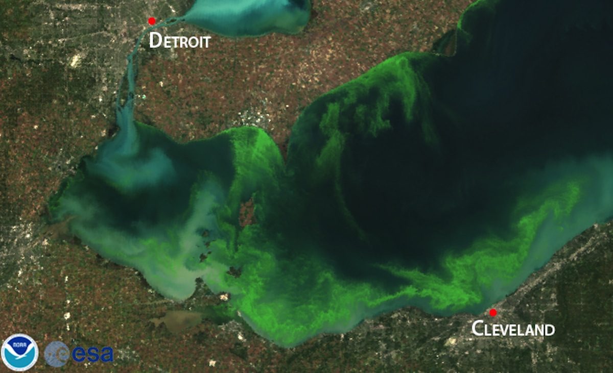 algae forecast 2014