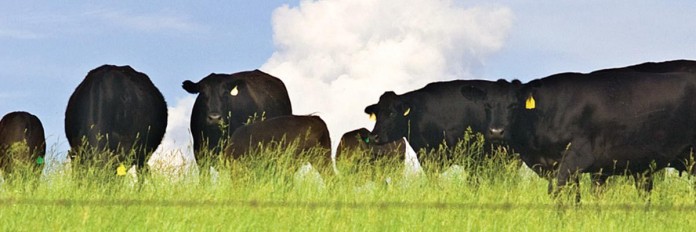 Beef cows Beef cows